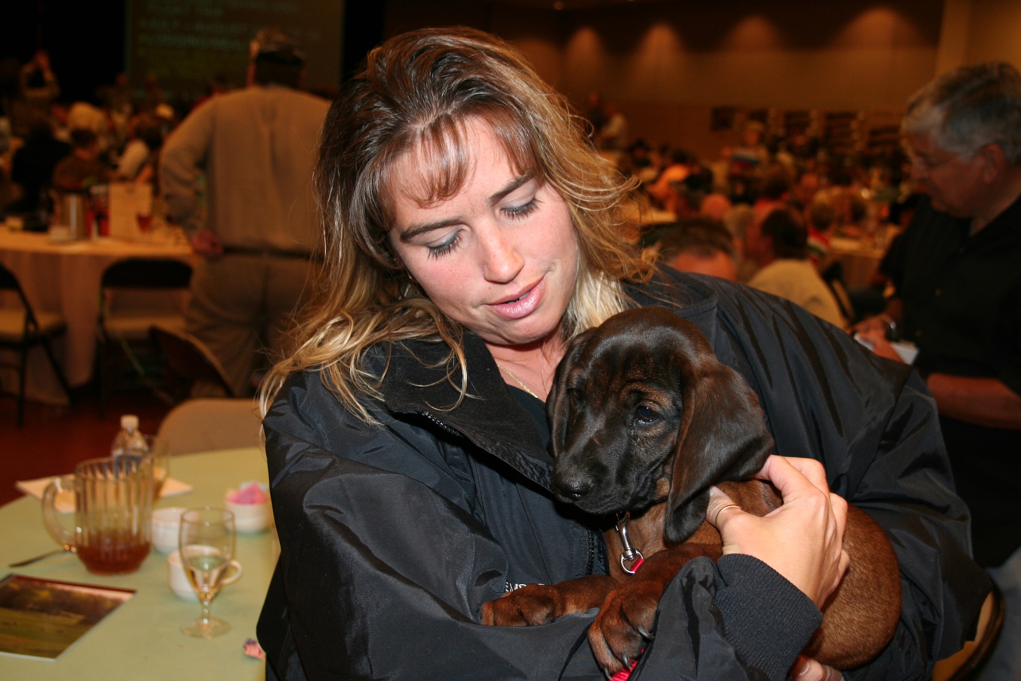 Barvarian Bloodhound Puppy Picture